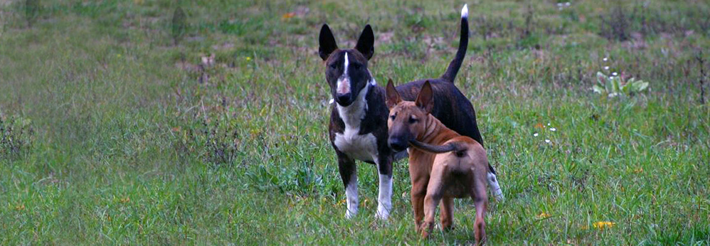 About Mini Bull Terriers Banner
